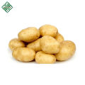 Batatas frescas vermelhas bengalis novas / fornecedor vermelho fresco da batata